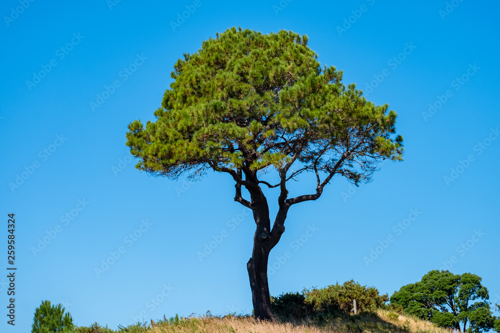 Fototapeta premium A lonely tree in the nature with blue sky in summer.