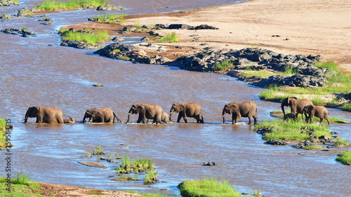 elephants crossing Olifant river,evening shot,Kruger national park