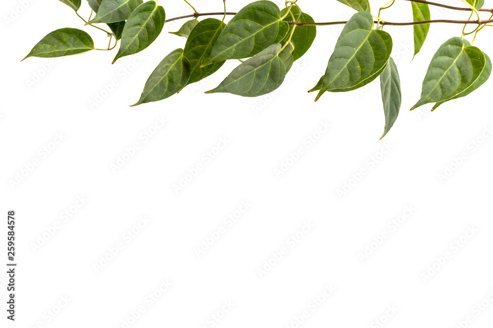 Bueatiful vine plant of the frame isolated on white background. Green climbing ivy copy space for text. Bueatiful vine plant of the frame isolated on white background. Green climbing ivy copy space for text.
