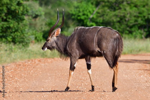 male nyala antelope in Kruger national park SOuth Africa photo