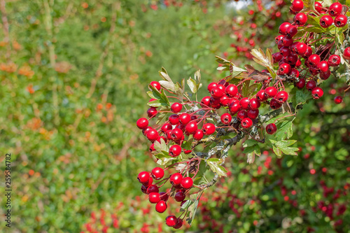 A close up of bright red hawthorn berries. The berries are on a branch, with leaves. More berries and leaves can be seen in an out-of-focus background.