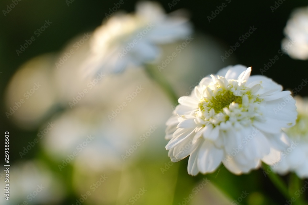 white flower white flower