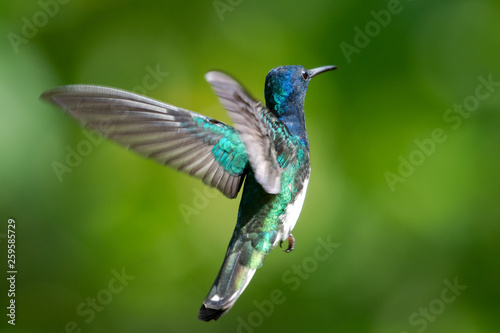 White-necked Jacobin hummingbird hovering with a bokeh background. Hovering blue hummingbird with green background.