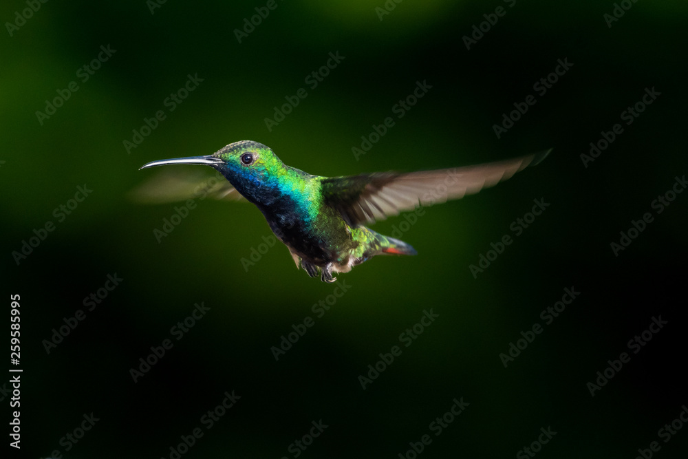 Black-throated Mango hummingbird, Anthracothorax nigricollis, hovering in the air with a dark green/black background. Black-throated Mango hummingbird, Anthracothorax nigricollis, hovering in the air with a dark green/black background.