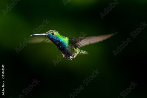 Black-throated Mango hummingbird, Anthracothorax nigricollis, hovering in the air with a dark green/black background.