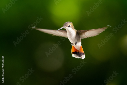 Female Ruby Topaz hummingbird, Chrysolampis mosquitus, hovering with a bokeh dark green background. photo