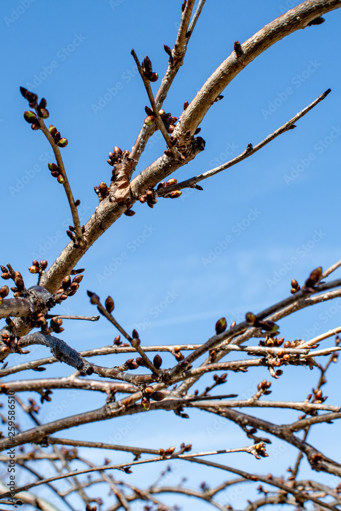 Branches Branches