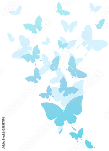 beautiful blue butterflies, isolated on a white © aboard