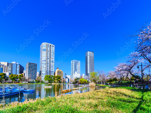[東京都] 上野公園の桜 (No.8982)