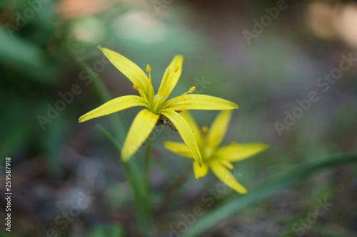 Wallpaper Mural Złoć łąkowa Torontodigital.ca