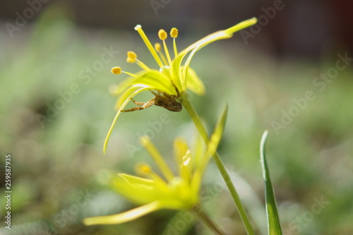 Wallpaper Mural Złoć łąkowa Torontodigital.ca