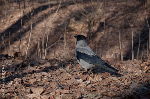 Moscow, animals, crow