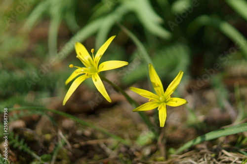 Wallpaper Mural Złoć łąkowa Torontodigital.ca