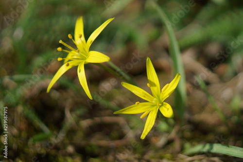 Wallpaper Mural Złoć łąkowa Torontodigital.ca