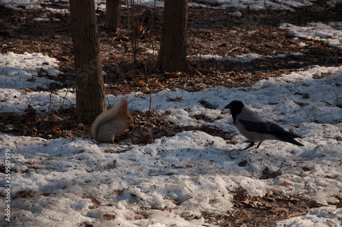 Moscow, animals, squirrel, crow