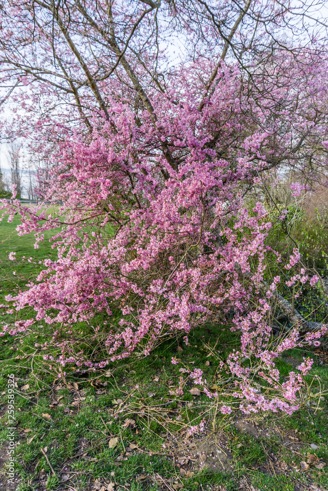 Pink Spring Tree Blossoms 5