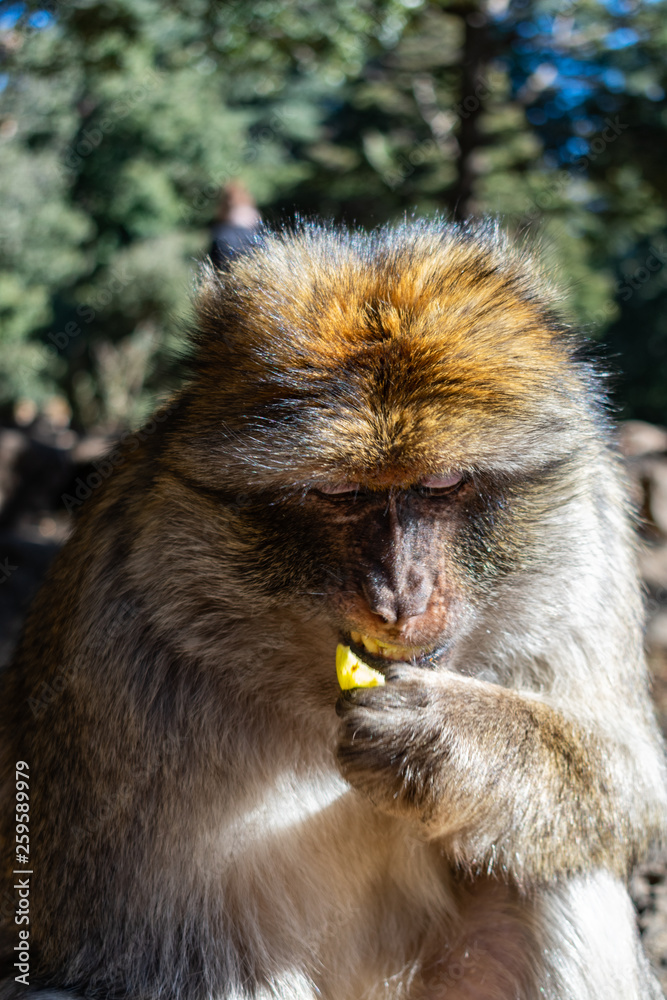 Obraz premium Barbary Macaque Eating Closeup Portrait in the Middle Atlas Mountains