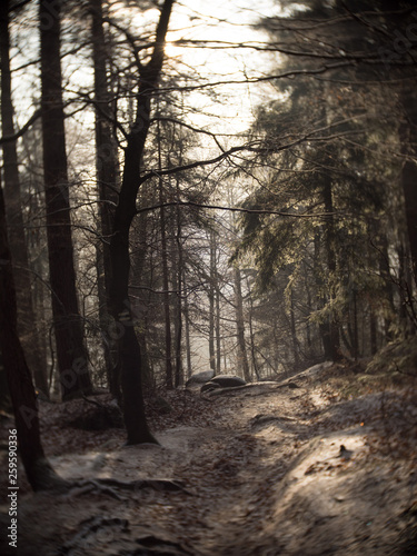 Forest in winter © weronika