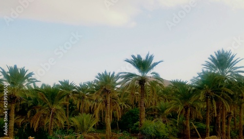 palm trees on beach © GUERINIK