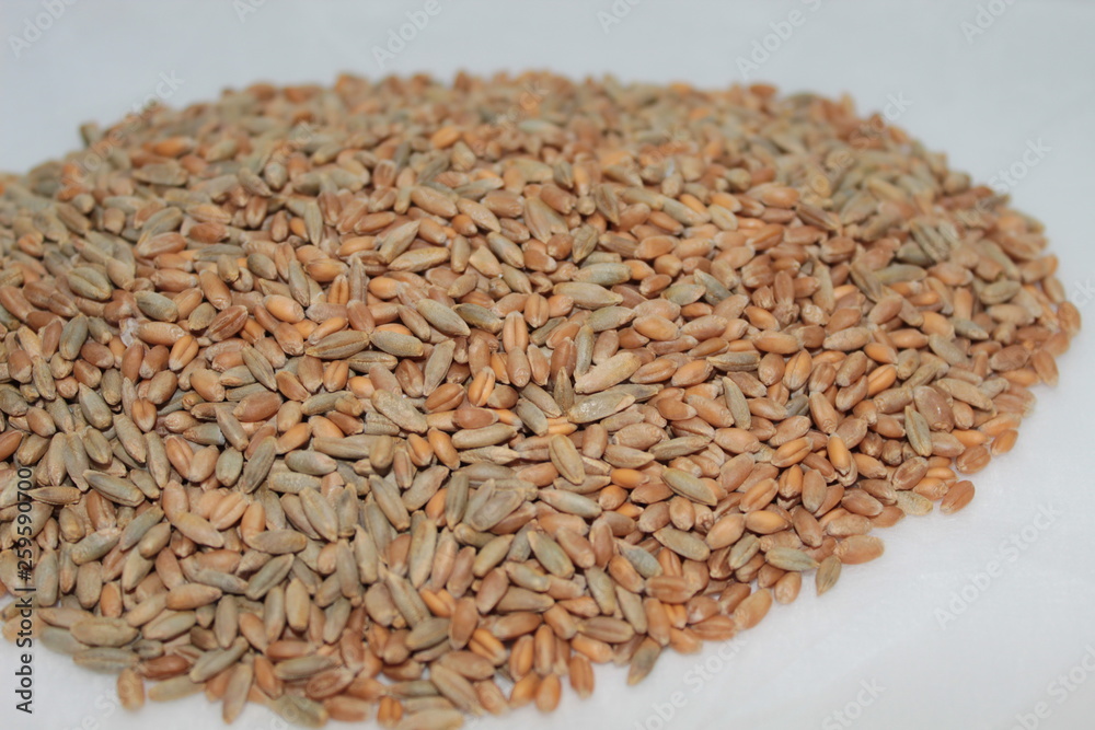 Wheat for germination on white background Wheat for germination on white background