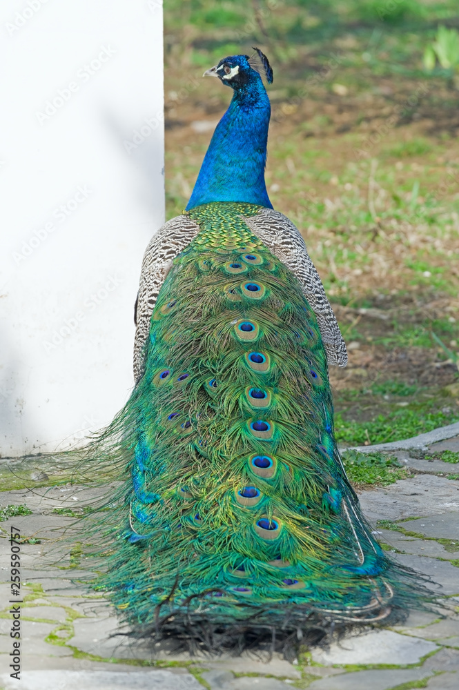 Obraz premium the Beautiful Peacock