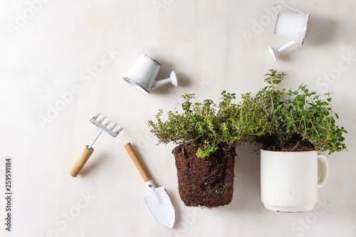 Kitchen table potted gardening greens thyme in white mug and in soil outside pot with little decorative watering can and shovel over white marble background. Flat lay, space
