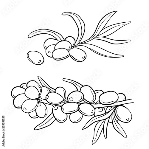 Hand drawn set of sea-buckthorn branches. Vector illustration. Healing tea, oil and medicinal edible berry. Food ingredient, cooking, beauty. For cosmetic and tea packaging design, medicinal herb