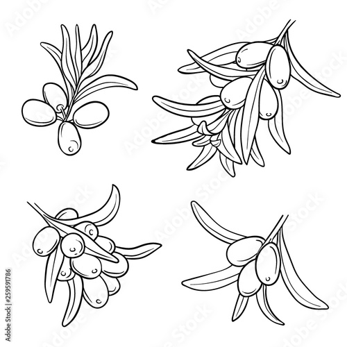 Hand drawn set of sea-buckthorn branches. Vector illustration. Healing tea, oil and medicinal edible berry. Food ingredient, cooking, beauty. For cosmetic and tea packaging design, medicinal herb