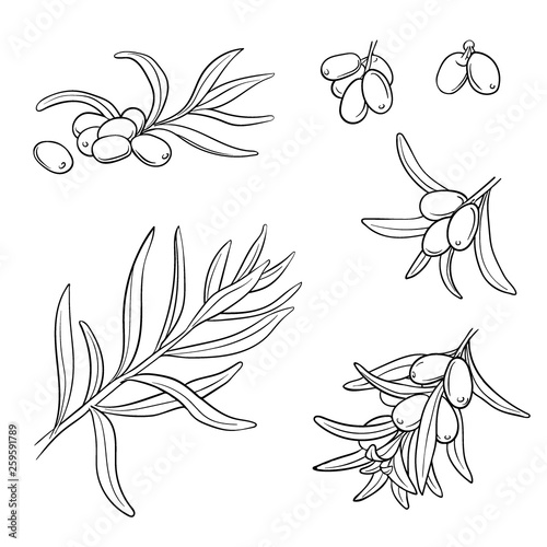 Hand drawn set of sea-buckthorn branches. Vector illustration. Healing tea, oil and medicinal edible berry. Food ingredient, cooking, beauty. For cosmetic and tea packaging design, medicinal herb