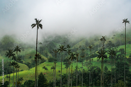 Valle de Cocora Colombia photo