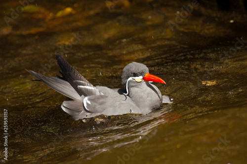 Inkaseeschwalbe (Larosterna inca) photo