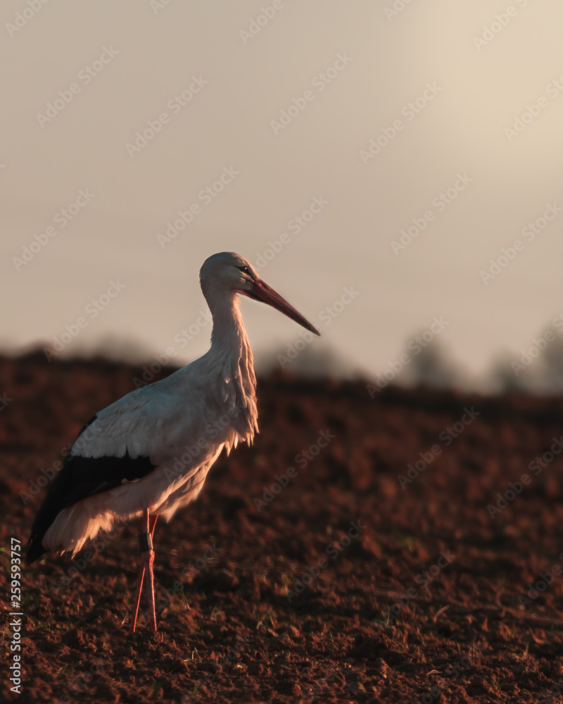 Fototapeta premium Storch