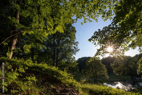 Park im Wald mit grünen Blättern und Sonnenstrahlen