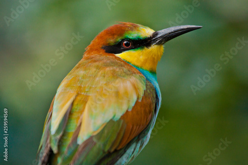 Bienenfresser (Merops apiaster)