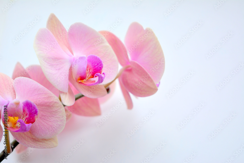 Delicate and luxurious pink with purple orchid flowers. Beautiful floral composition, greeting card, wallpaper Delicate and luxurious pink with purple orchid flowers. Beautiful floral composition, greeting card, wallpaper