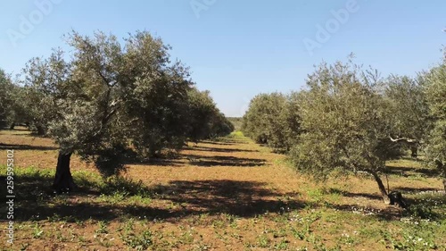 hermoso camino de olivos en un olivar andaluz photo