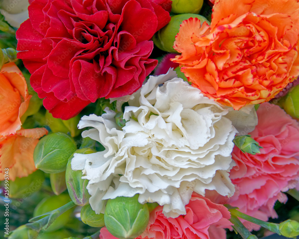 colorful carnation flowers top view, natural background colorful carnation flowers top view, natural background