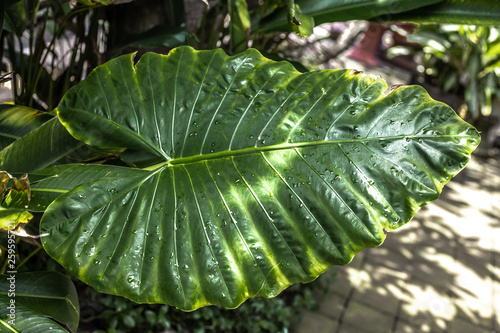Big green leave from Indonesia