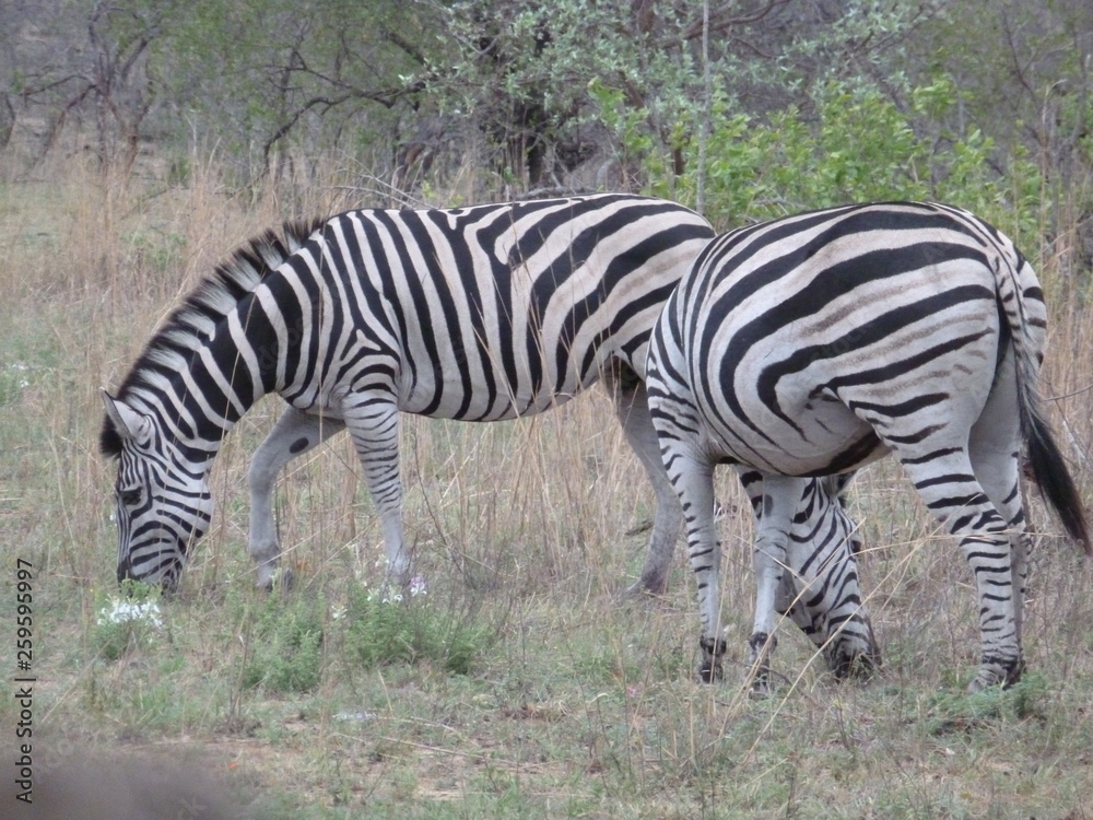 Obraz premium Kruger Nationalpark