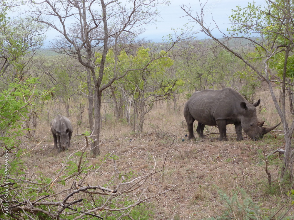 Fototapeta premium Kruger Nationalpark