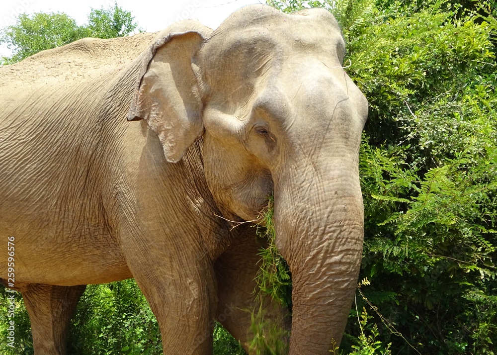 Naklejka premium Elefant