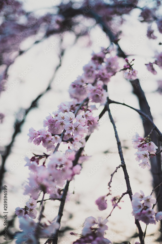 桜 桜