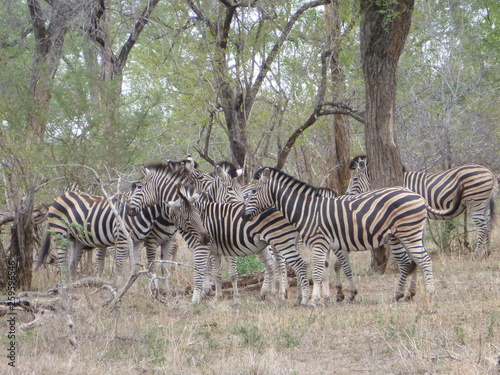 Kruger Nationalpark