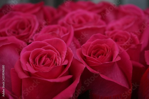 bouquet of pink roses