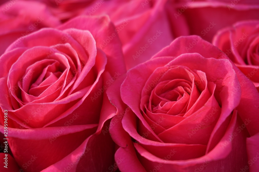 pink roses closeup pink roses closeup