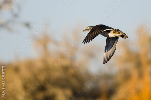 Wood Duck Flying Low Over the Autumn Trees © rck