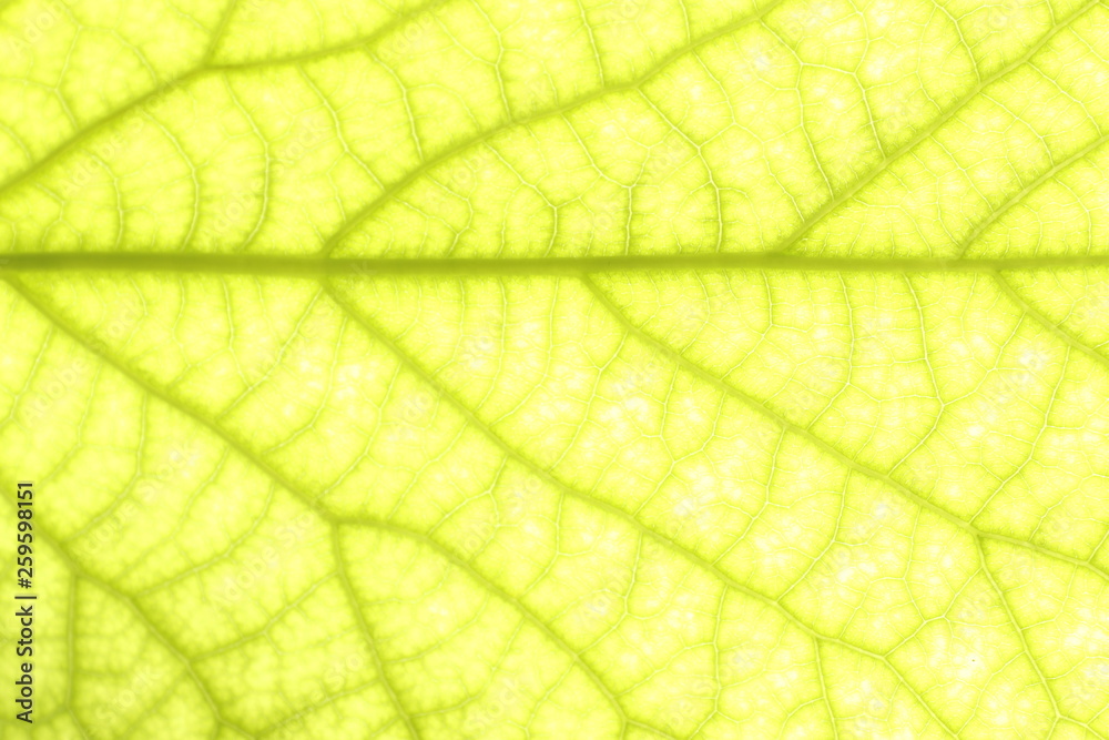 Obraz premium Hoja venosa 