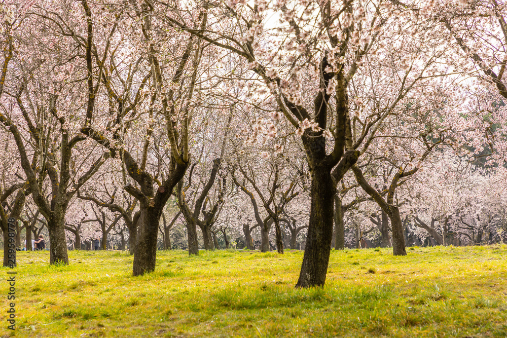 almond blossom in one of the parks of Madrid almond blossom in one of the parks of Madrid