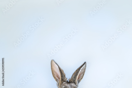 Rabbit ears on the white blue background. Easter bunny ears background. Adorable baby rabbit. Cute and fluffy © Epic Vision