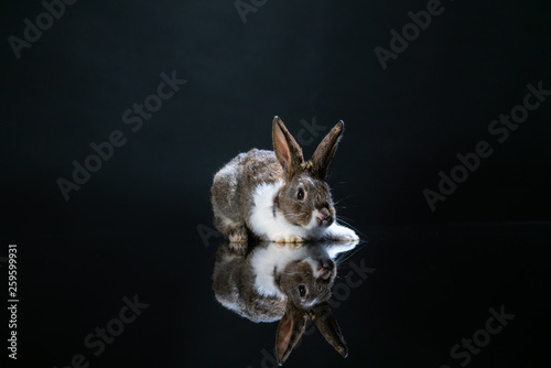 Cute little bunny rabbit on dark black background. Small white and gray rabbit isolated. Wallpaper. Easter symbol. Beautiful lovely pet. Rabbit portrait on black background with reflection. 